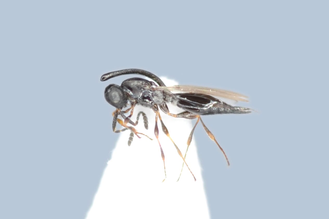 Default image